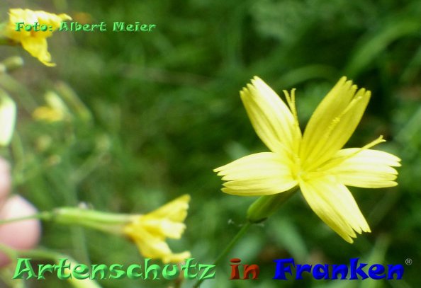 Copyright AiF - Albert Meier Bild zum Eintrag (84963-160)