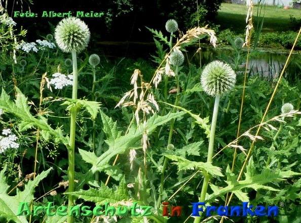Copyright AiF - Albert Meier Bild zum Eintrag (85098-160)