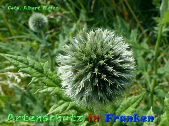Copyright AiF - Albert Meier Bild zum Eintrag (85104-160)