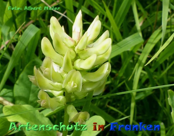Copyright AiF - Albert Meier Bild zum Eintrag (85110-160)