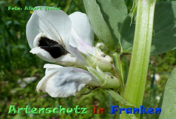 Copyright AiF - Albert Meier Bild zum Eintrag (85115-160)