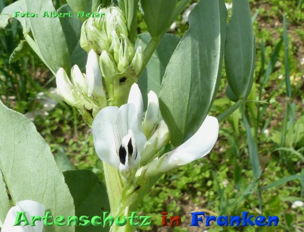 Copyright AiF - Albert Meier Bild zum Eintrag (85116-160)