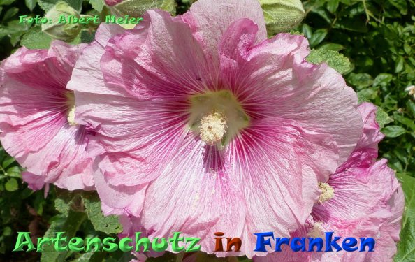 Bild zum Eintrag (85127-160)