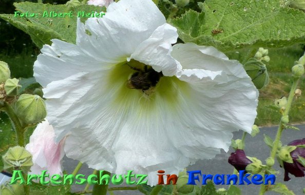 Bild zum Eintrag (85128-160)