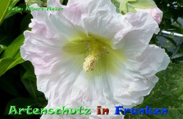 Bild zum Eintrag (85129-160)