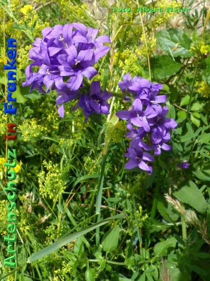 Copyright AiF - Albert Meier Bild zum Eintrag (85149-160)