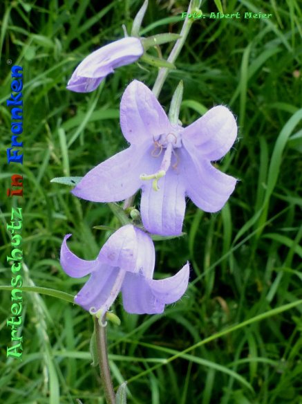 Copyright AiF - Albert Meier Bild zum Eintrag (85160-160)