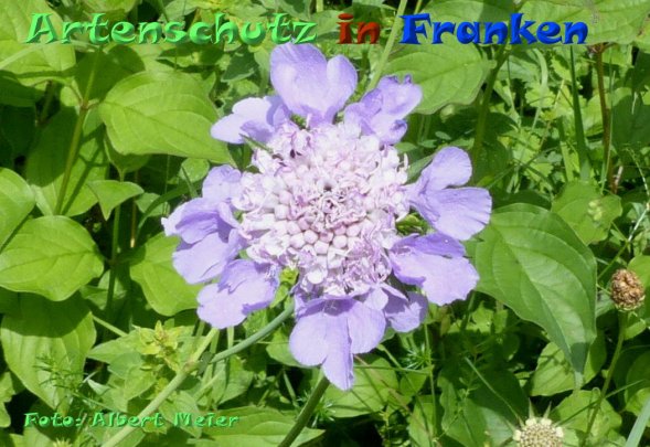 Copyright AiF - Albert Meier Bild zum Eintrag (85167-160)