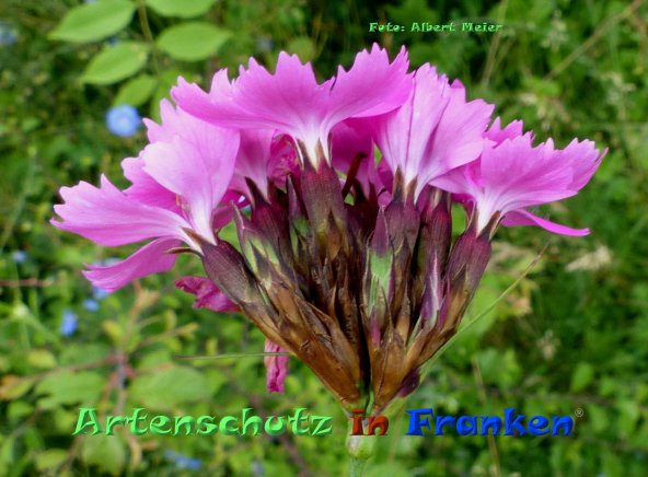 Copyright AiF - Albert Meier Bild zum Eintrag (85171-160)