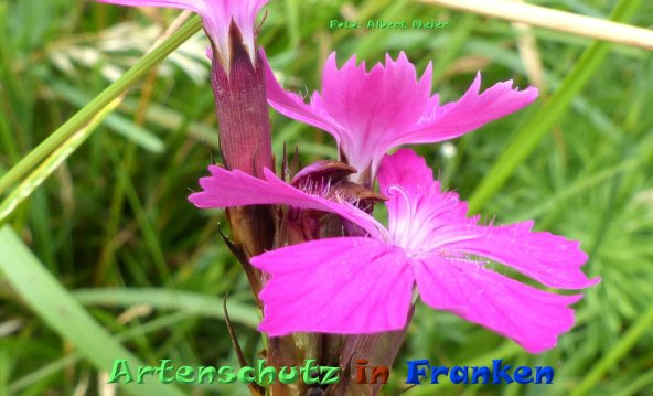 Copyright AiF - Albert Meier Bild zum Eintrag (85172-160)