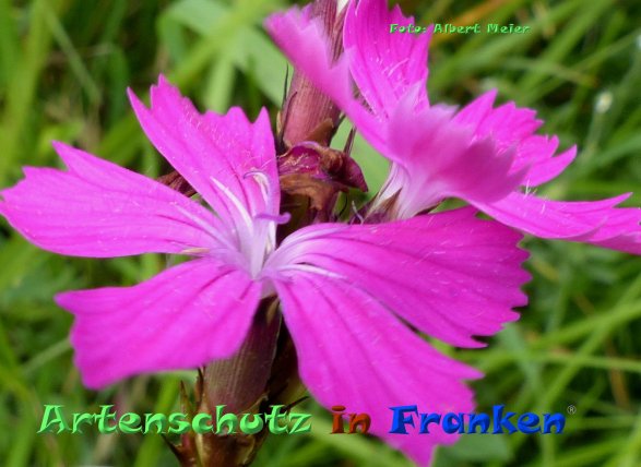 Copyright AiF - Albert Meier Bild zum Eintrag (85173-160)