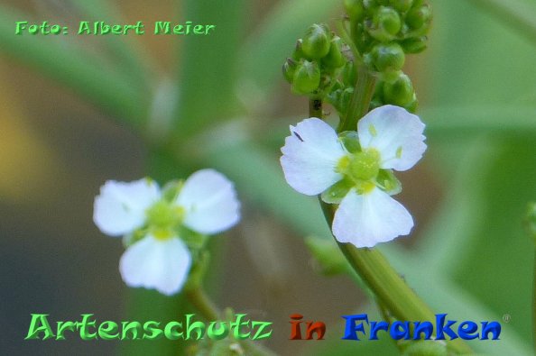 Copyright AiF - Albert Meier Bild zum Eintrag (85347-160)