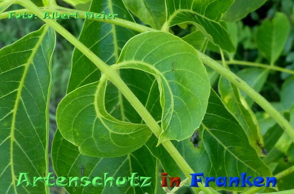 Copyright AiF - Albert Meier Bild zum Eintrag (85348-160)