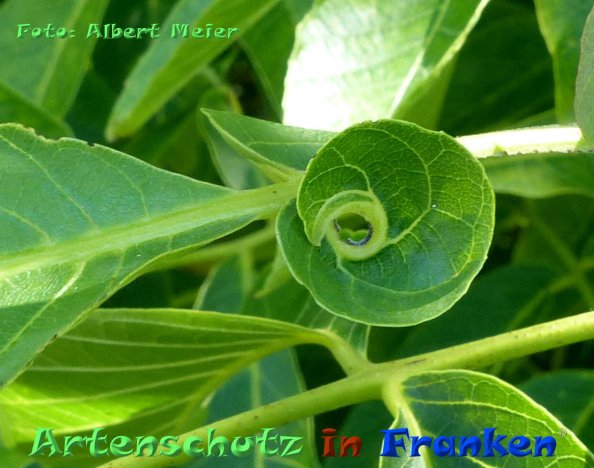 Copyright AiF - Albert Meier Bild zum Eintrag (85349-160)