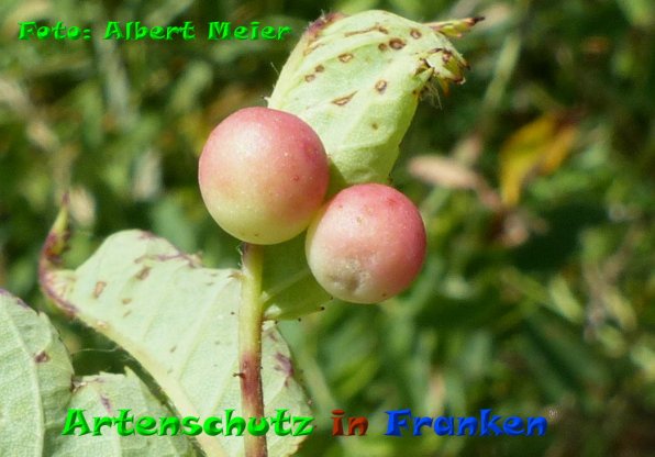 Copyright AiF - Albert Meier Bild zum Eintrag (85405-160)