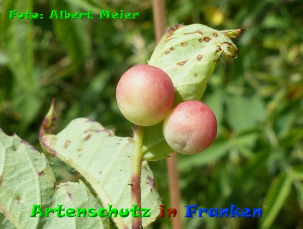 Copyright AiF - Albert Meier Bild zum Eintrag (85406-160)
