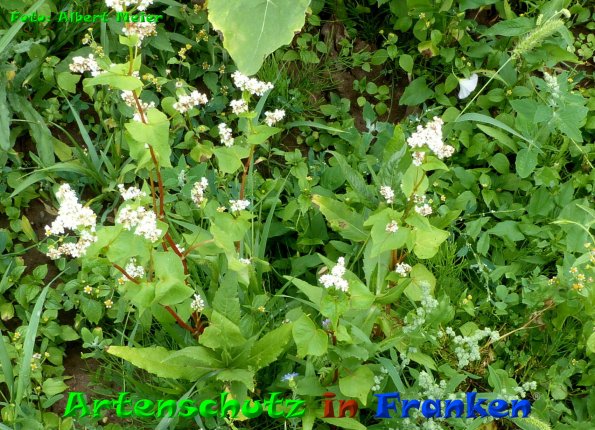 Copyright AiF - Albert Meier Bild zum Eintrag (85416-160)
