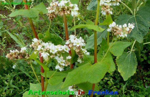 Copyright AiF - Albert Meier Bild zum Eintrag (85418-160)