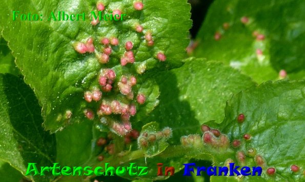 Copyright AiF - Albert Meier Bild zum Eintrag (85426-160)