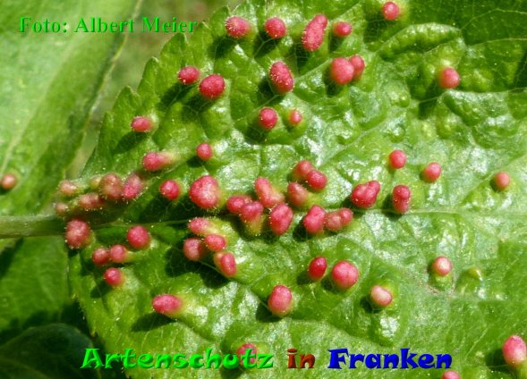 Copyright AiF - Albert Meier Bild zum Eintrag (85427-160)