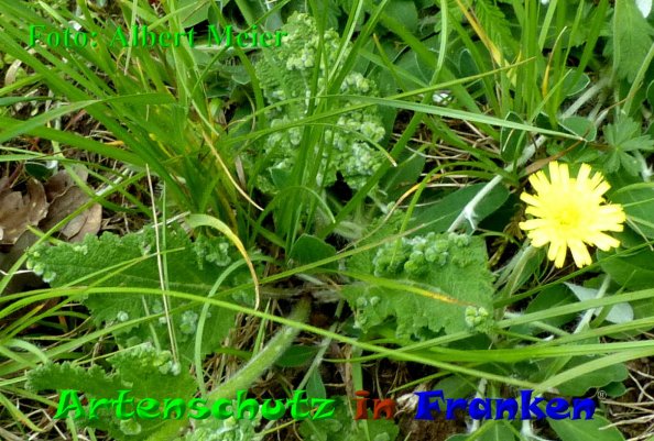 Copyright AiF - Albert Meier Bild zum Eintrag (85430-160)