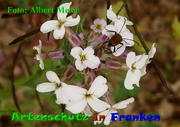 Copyright AiF - Albert Meier Bild zum Eintrag (85441-160)