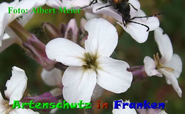 Copyright AiF - Albert Meier Bild zum Eintrag (85443-160)