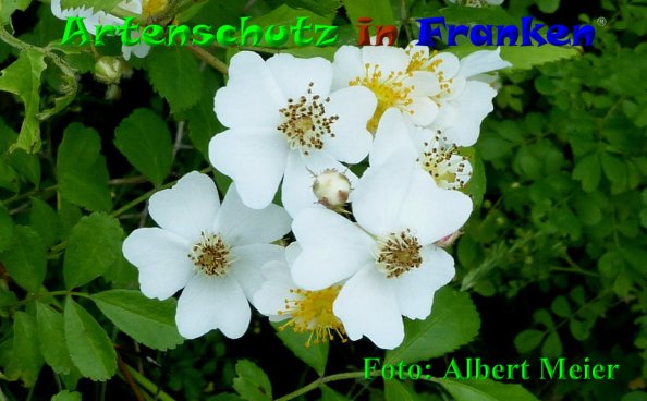 Copyright AiF - Albert Meier Bild zum Eintrag (85449-160)