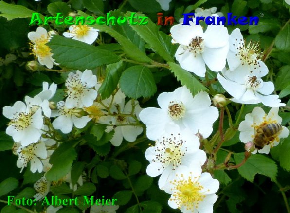 Copyright AiF - Albert Meier Bild zum Eintrag (85450-160)