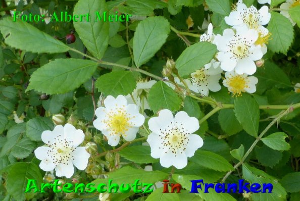 Copyright AiF - Albert Meier Bild zum Eintrag (85451-160)