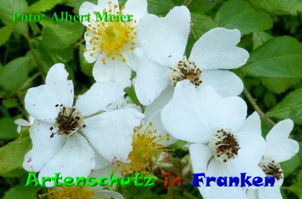 Copyright AiF - Albert Meier Bild zum Eintrag (85452-160)