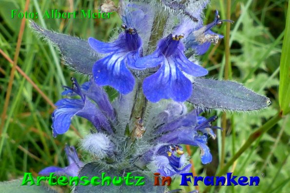 Copyright AiF - Albert Meier Bild zum Eintrag (85479-160)