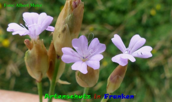 Copyright AiF - Albert Meier Bild zum Eintrag (85483-160)