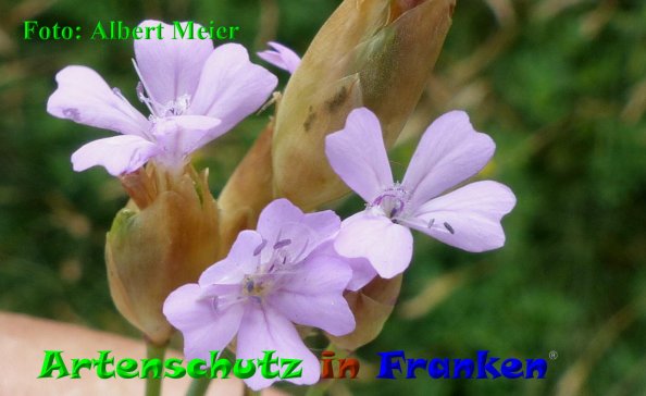 Copyright AiF - Albert Meier Bild zum Eintrag (85484-160)