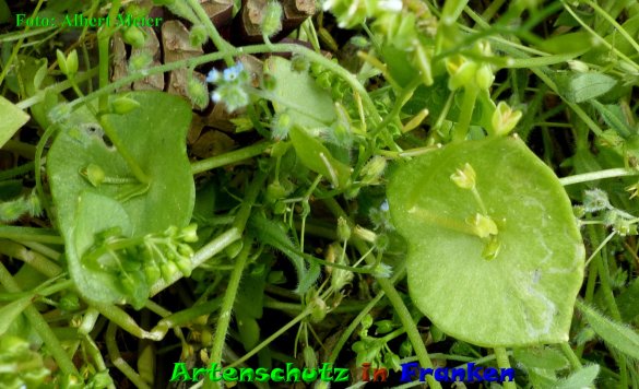 Copyright AiF - Albert Meier Bild zum Eintrag (85487-160)
