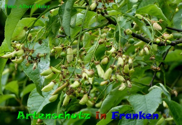 Copyright AiF - Albert Meier Bild zum Eintrag (85491-160)