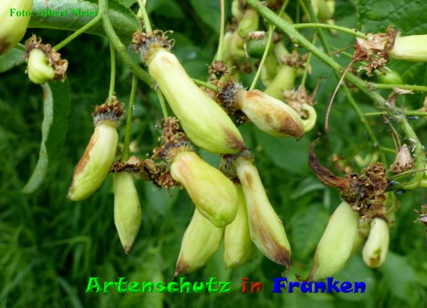 Copyright AiF - Albert Meier Bild zum Eintrag (85492-160)