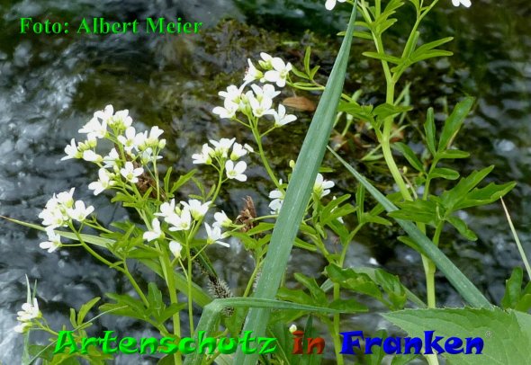 Copyright AiF - Albert Meier Bild zum Eintrag (85495-160)