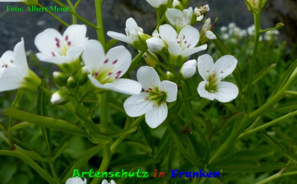 Copyright AiF - Albert Meier Bild zum Eintrag (85496-160)