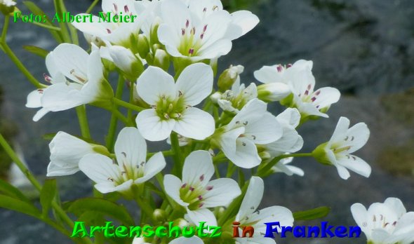 Copyright AiF - Albert Meier Bild zum Eintrag (85497-160)