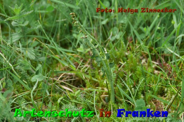 Copyright AiF - Helga Zinnecker Bild zum Eintrag (85532-160)