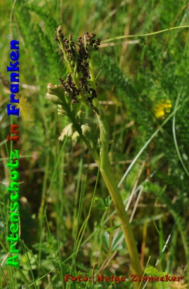 Copyright AiF - Helga Zinnecker Bild zum Eintrag (85535-160)