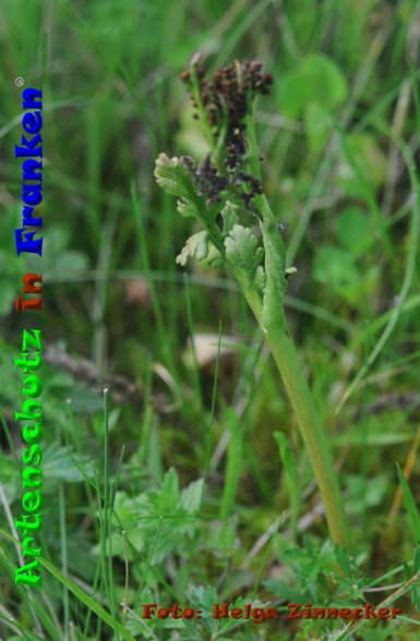 Copyright AiF - Helga Zinnecker Bild zum Eintrag (85536-160)