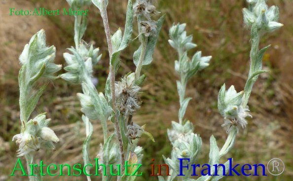 Copyright AiF - Albert Meier Bild zum Eintrag (85641-160)