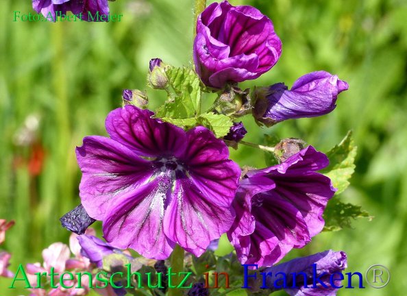 Copyright AiF - Albert Meier Bild zum Eintrag (85655-160)