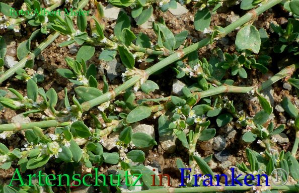 Copyright AiF - Albert Meier Bild zum Eintrag (85665-160)