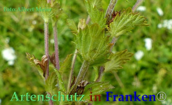 Copyright AiF - Albert Meier Bild zum Eintrag (85815-160)
