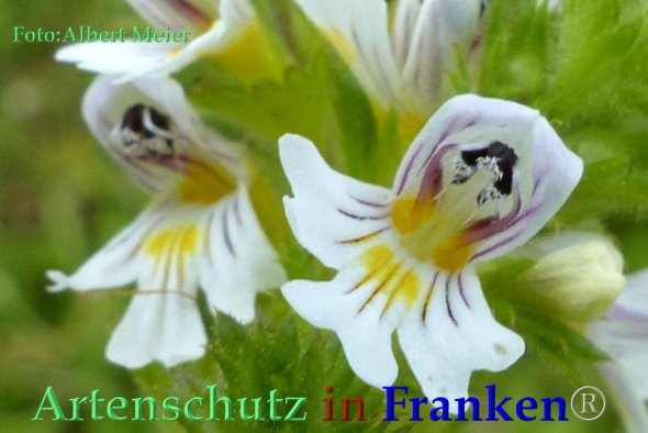 Copyright AiF - Albert Meier Bild zum Eintrag (85817-160)