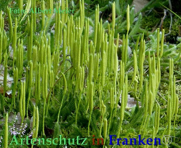 Copyright AiF - Albert Meier Bild zum Eintrag (85890-160)