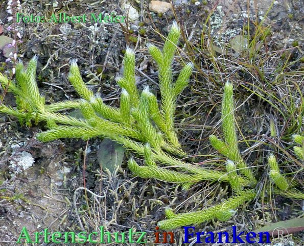 Copyright AiF - Albert Meier Bild zum Eintrag (85891-160)